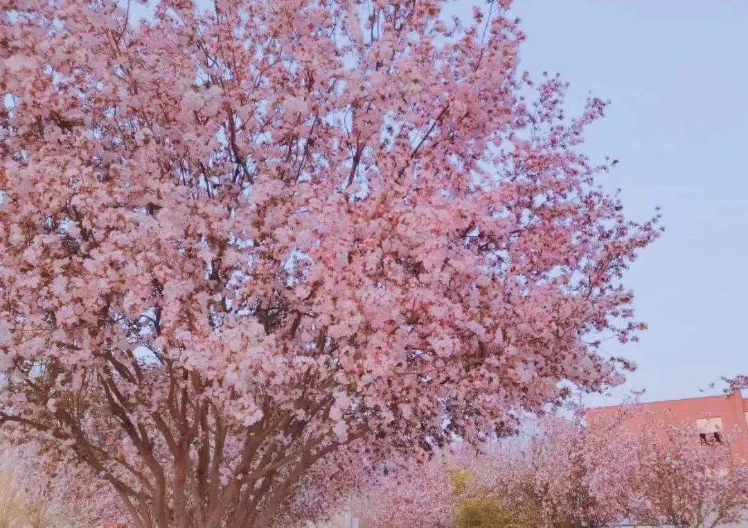 征集令 | 你有创意，我有奖励，燕理海棠文化节LOGO征集令，@有才的你！