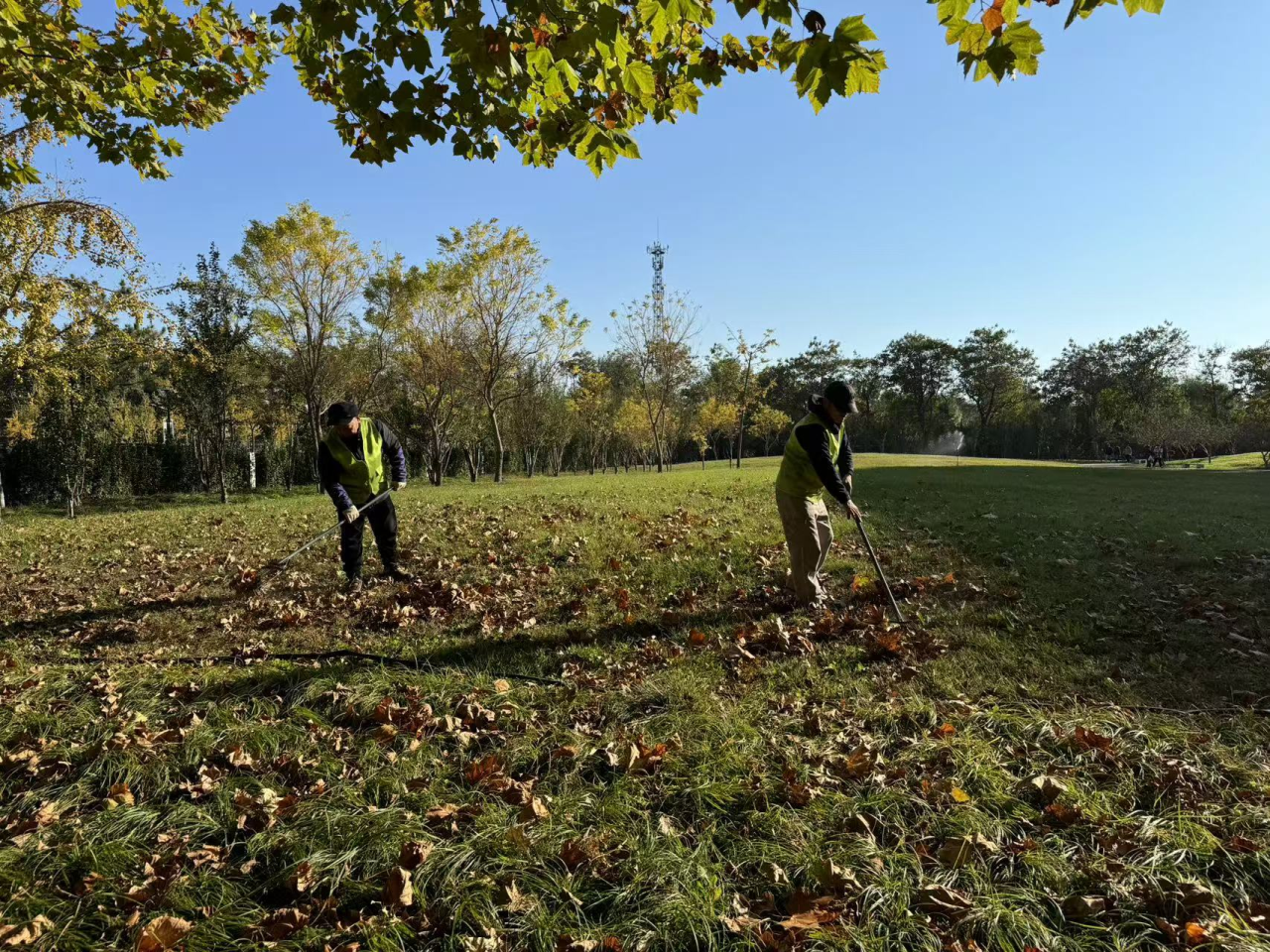 金秋养护好时节 绿化提升不停歇|燕理后勤绿化团队多措并举，做好秋冬季绿化养护工作