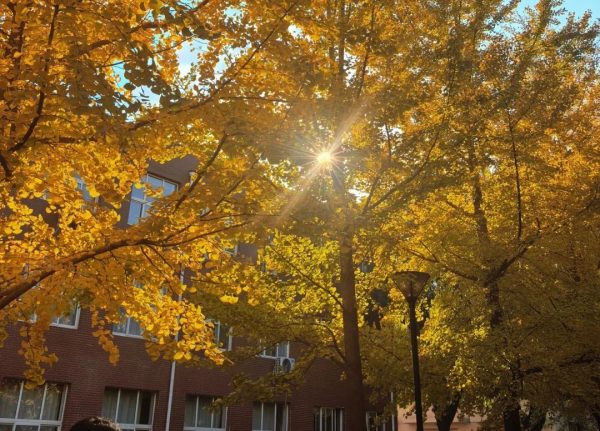 秋风起，秋意浓，在燕理秋景中感受金黄的温度